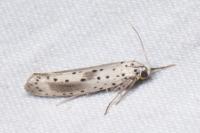 Yponomeuta irrorella