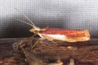 Ypsolopha parenthesella