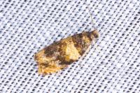 Celypha aurofasciana