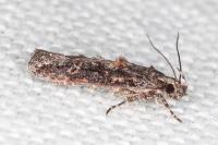 Neotelphusa huemeri