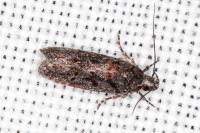 Neotelphusa huemeri