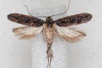 Neotelphusa huemeri