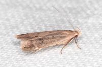 Anacampsis timidella