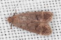 Anacampsis timidella