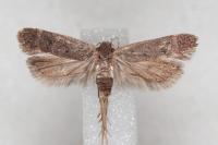 Anacampsis timidella
