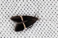 Aproaerema cinctella