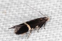 Aproaerema cinctella