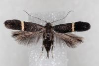 Aproaerema cinctella