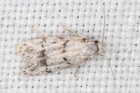 Symmoca signatella