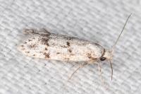 Symmoca signatella