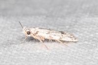 Symmoca signatella