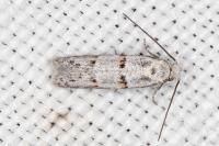 Symmocoides oxybiella