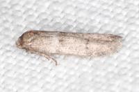 Blastobasis