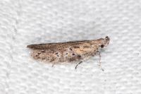 Rosetea rosetella