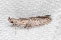Rosetea rosetella