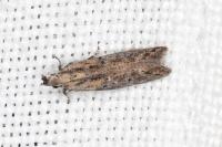 Rosetea rosetella