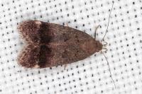 Anacampsis obscurella