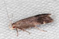 Anacampsis obscurella