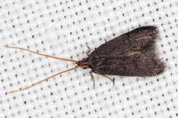Lecithocera nigrana
