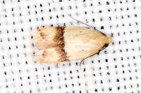 Odites kollarella