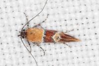 Epicallima bruandella