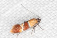 Epicallima bruandella