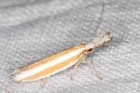 Pleurota aristella