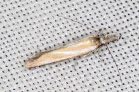 Pleurota honorella/tabelli