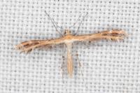 Oxyptilus