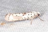 Yponomeuta irrorella