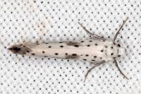 Yponomeuta irrorella