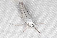 Yponomeuta rorrella