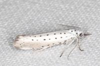 Yponomeuta rorrella