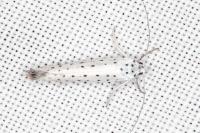 Yponomeuta rorrella