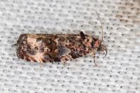 Endothenia