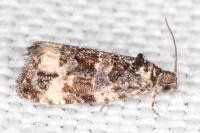 Endothenia