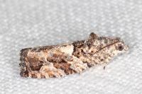 Eudemis profundana
