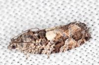 Eudemis profundana