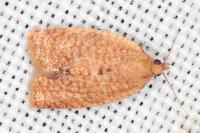 Clepsis consimilana