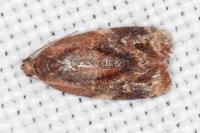 Ditula angustiorana