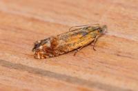 Lathronympha strigana