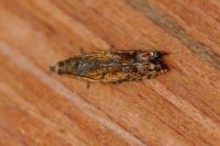 Lathronympha strigana