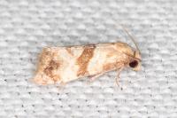 Phalonidia contractana