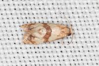 Phalonidia contractana