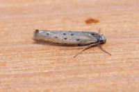 Yponomeuta sedella