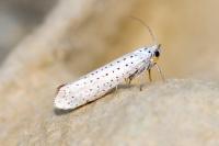 Yponomeuta evonymella