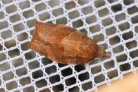 Pandemis heparana