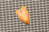 Carcina quercana