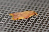 Carcina quercana