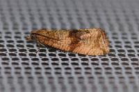 Celypha striana